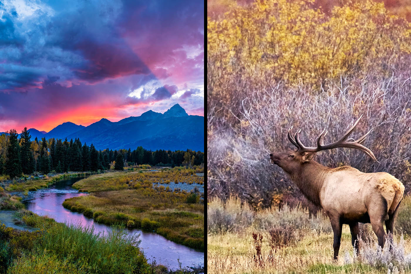 Fall color and the Teton Range in Grand Teton National Park, Wyoming